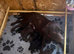 Beautiful Lab pups