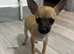 Chihuahua for sale