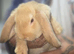 3 lionhead and 2 lop