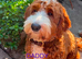2 LEFT!! STUNNING GOLDENDOODLE PUPPIES