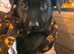 Trained Belgian malanois puppy