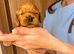 F1 toy fox red Cockapoo puppies