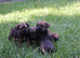 KC Registered Border Terrier Puppies