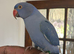 Baby violet Indian Ringneck for sale