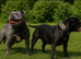Staffordshire Bullterrier Puppies