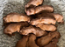 Quality Irish Setter puppies