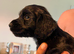 Working cocker spaniels