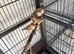 Baby zebra finches