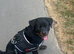 KC Registered Puppy Rottweiler