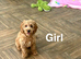 Beautiful apricot cockapoo girls and boys available