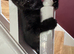 Affectionate hand reared kittens for sale