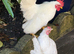 Beautifully white Serama