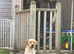 Barney 11month old lab