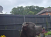 Stunning litter of blue Staffordshirebull terrier puppy's litter of 7 only 3 boys left