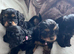 Reverse Cavapoos (F1bR)