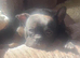 Rehome french bulldog