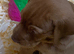 KC reg Hungarian Vizslas