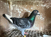 Racing pigeons for sale