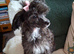 Papillon x Toy poodle x 2 females