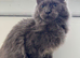 Lovely blue Maine coon boy