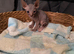 Beautiful Sphynx boy left