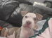 American bulldog puppy