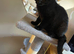 British black pedigree kitten