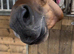 IVY 15.3hh 5 year old PERFECT HAPPY HACK/LOW LEVEL ALLROUNDER