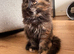 Maine coon x BSH kitten last girl ready now