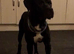 Staffy cross looking for new home