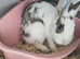 Beautiful 4 months old bunny