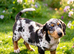 Miniature Dachshund Puppy