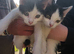 Kitten for sale