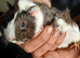 Guinea pigs,