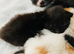 Adorable kittens