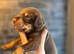 Non Kc Dobermans