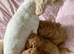 cavapoochon