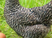 Female hybrids at point of lay available