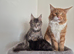 Handsome Maine coon Kitten for sale
