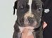 American Bulldog old tipe