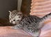 Beautiful bsh silver tabby