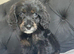 F1 cockapoo puppies