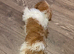 Male and female imperial Shih tzu