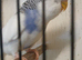 Baby Visual violet Budgies for sale