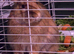 11 month old male rabbit for sale  REGGIE