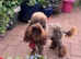 Gorgeous Schnoodle puppies