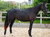 Kind yet Incredibly talented filly.