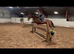 Marz for sale beautiful Irish sport horse
