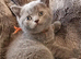 Pure Pedigree GCCF BSH