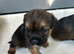 Border terrier